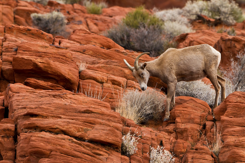 Bighorn On Slickrock